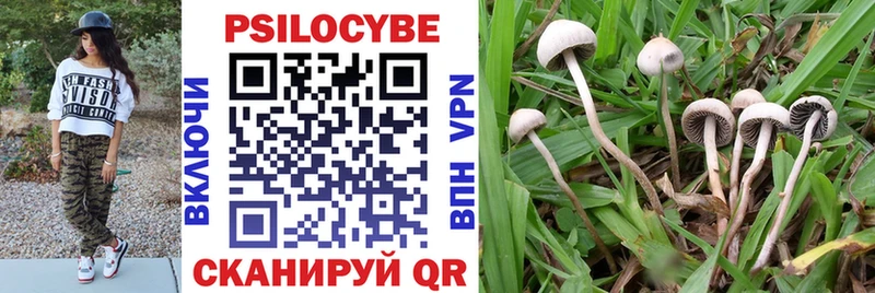 цена   Валдай  Галлюциногенные грибы Psilocybe 